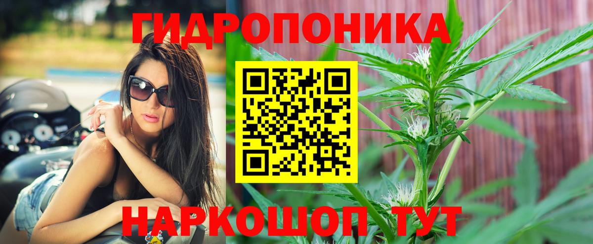 Шишки марихуана семена Тамбов